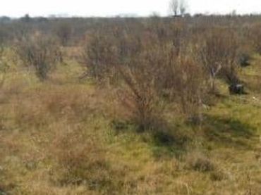 Terrain rustique à vendre à PARTIDA POLÍGONO 3 00514