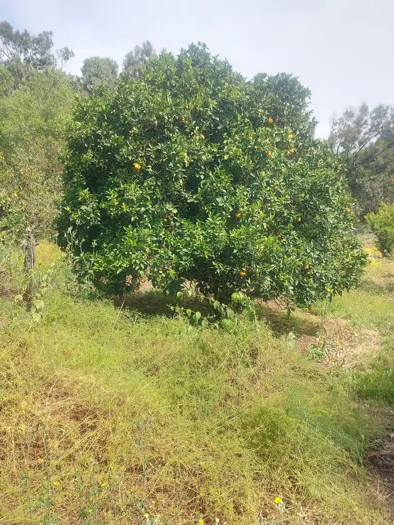Finca rústica en venta en El Rosario con Jardín privado, Terraza y Alarma