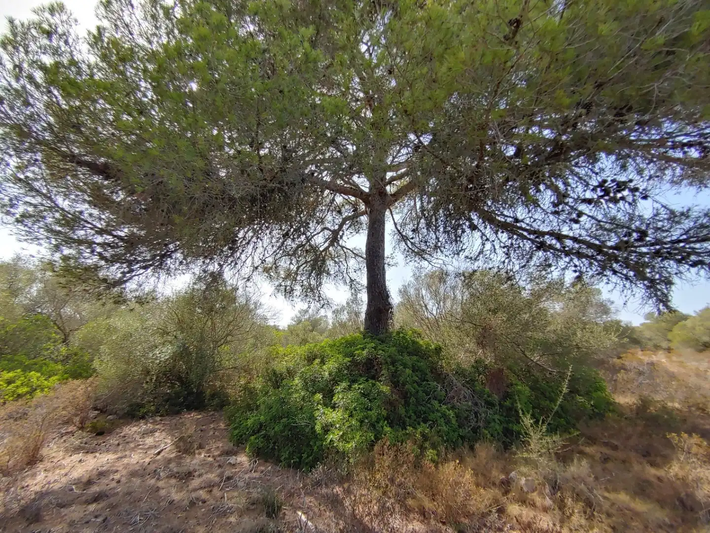 Residencial en venta en Polígono Parcela 12, Cala Pi - Vallgornera