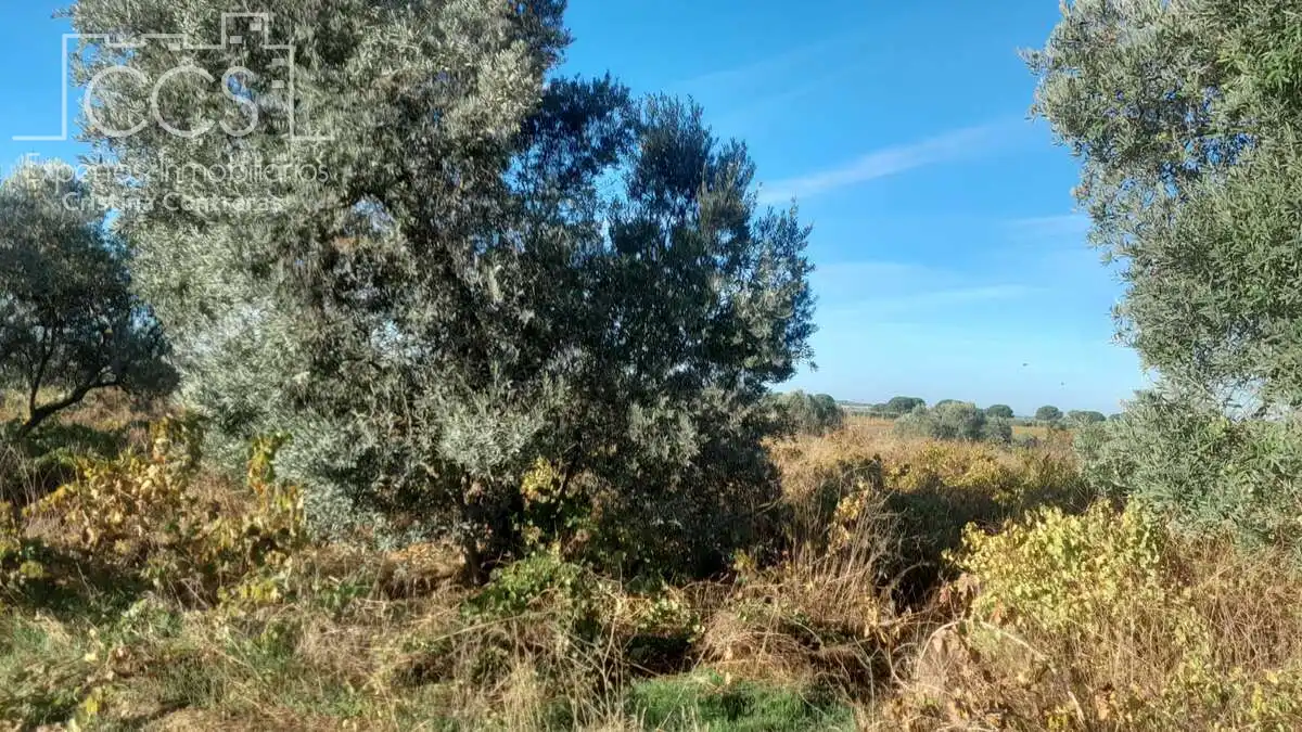 Terreni e lotti in vendita a Almonte ciudad, imagen 2