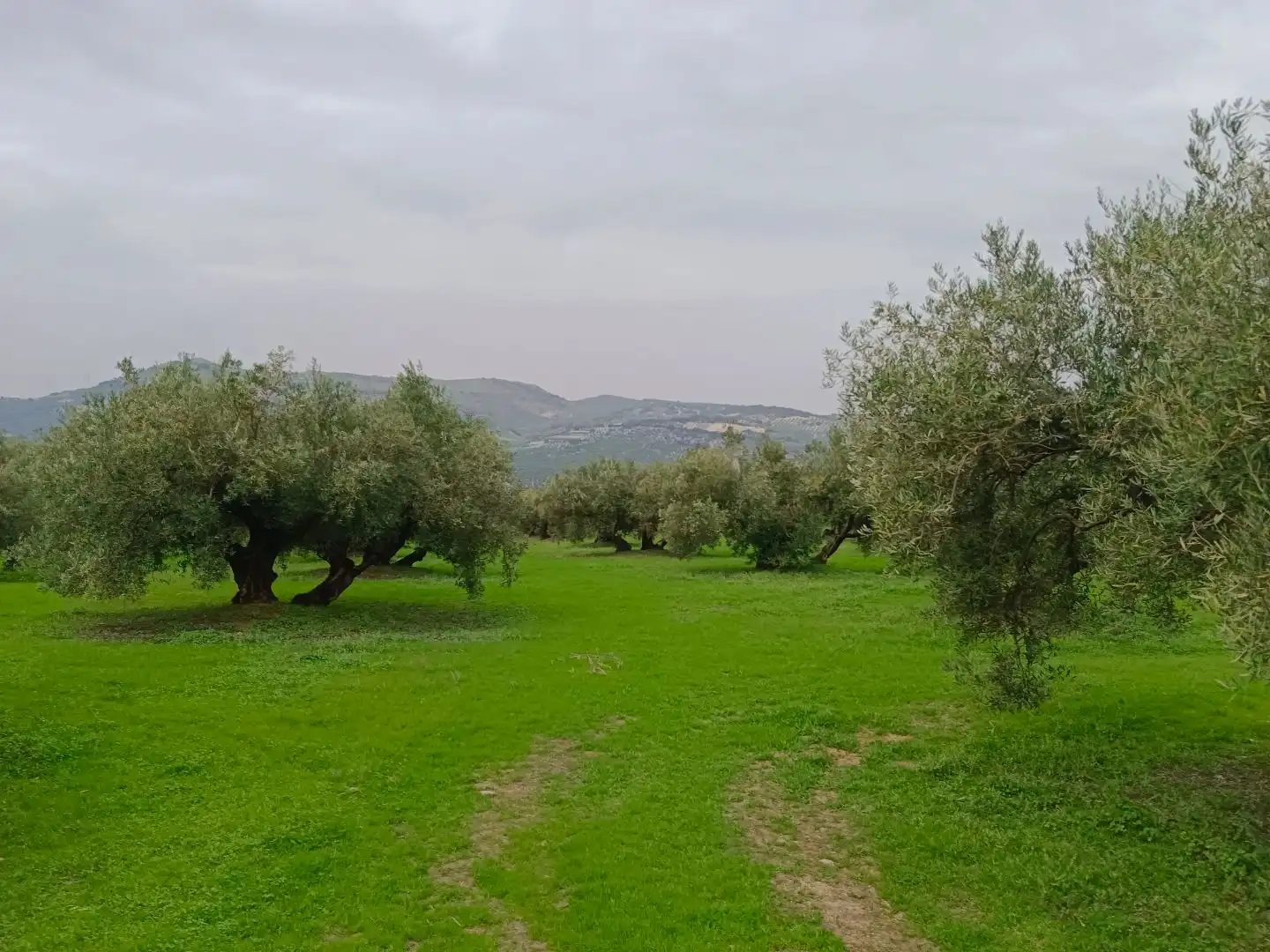 Terreno en venta en Zuheros