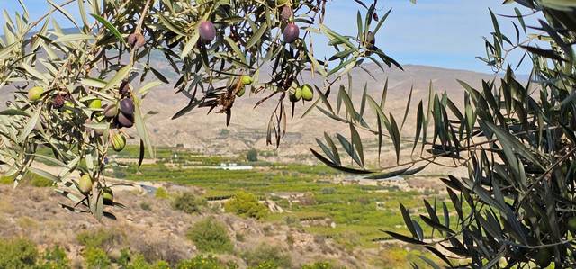 Terreno residencial en Venta en Bentarique