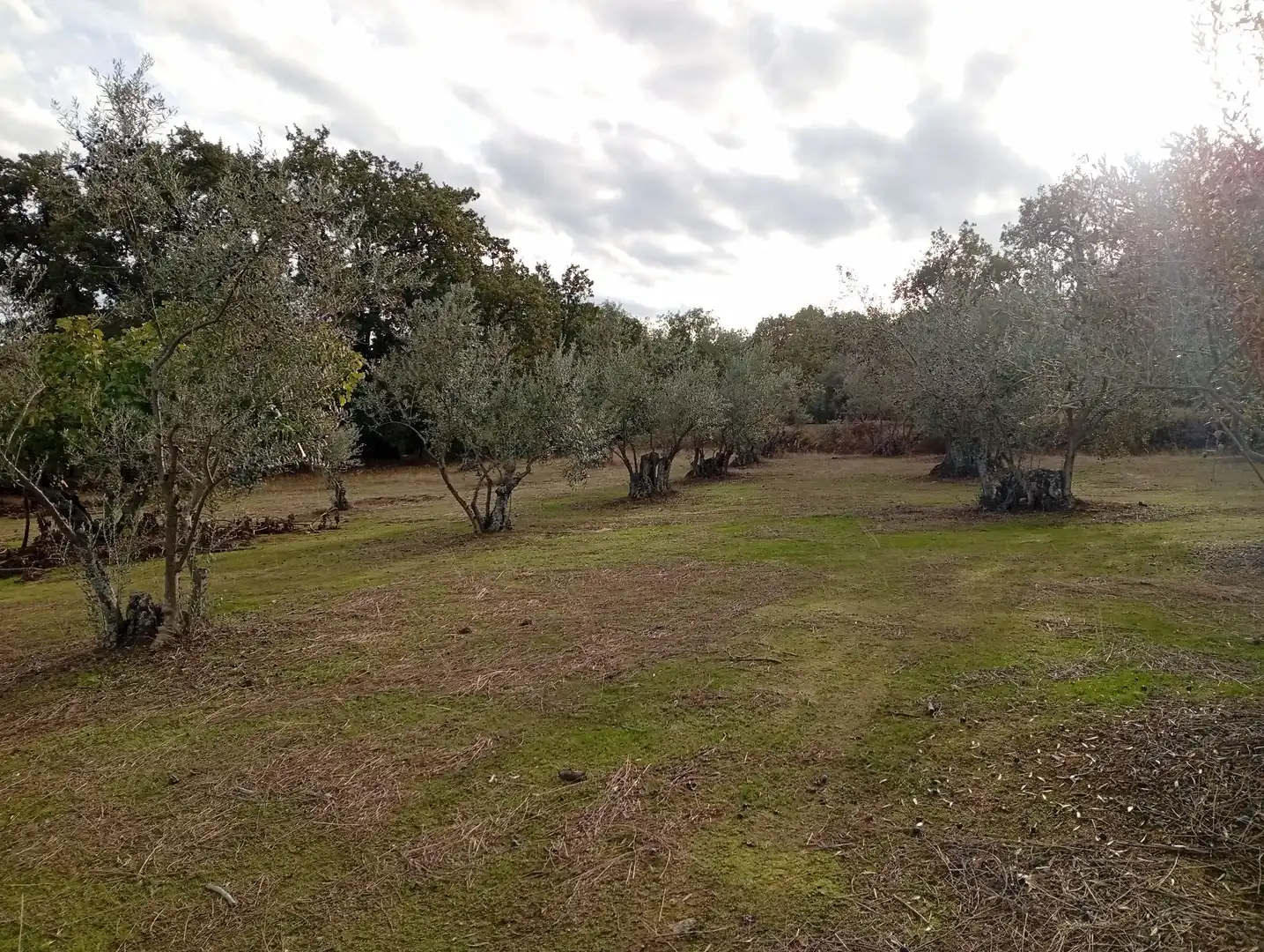 Terreni e lotti in vendita a Villanueva de la Vera, imagen 17