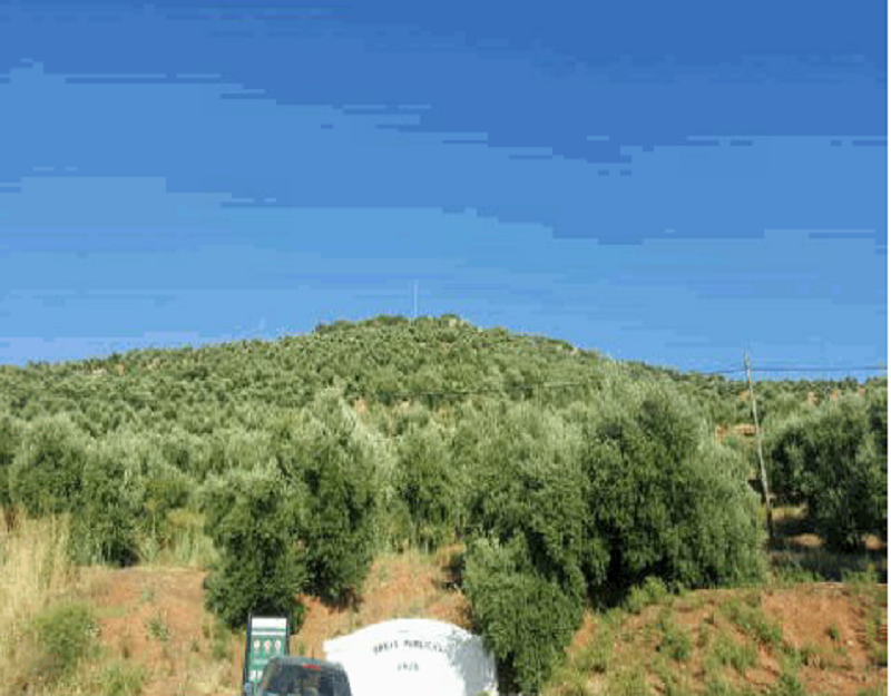 Land for sale in Navas de San Juan