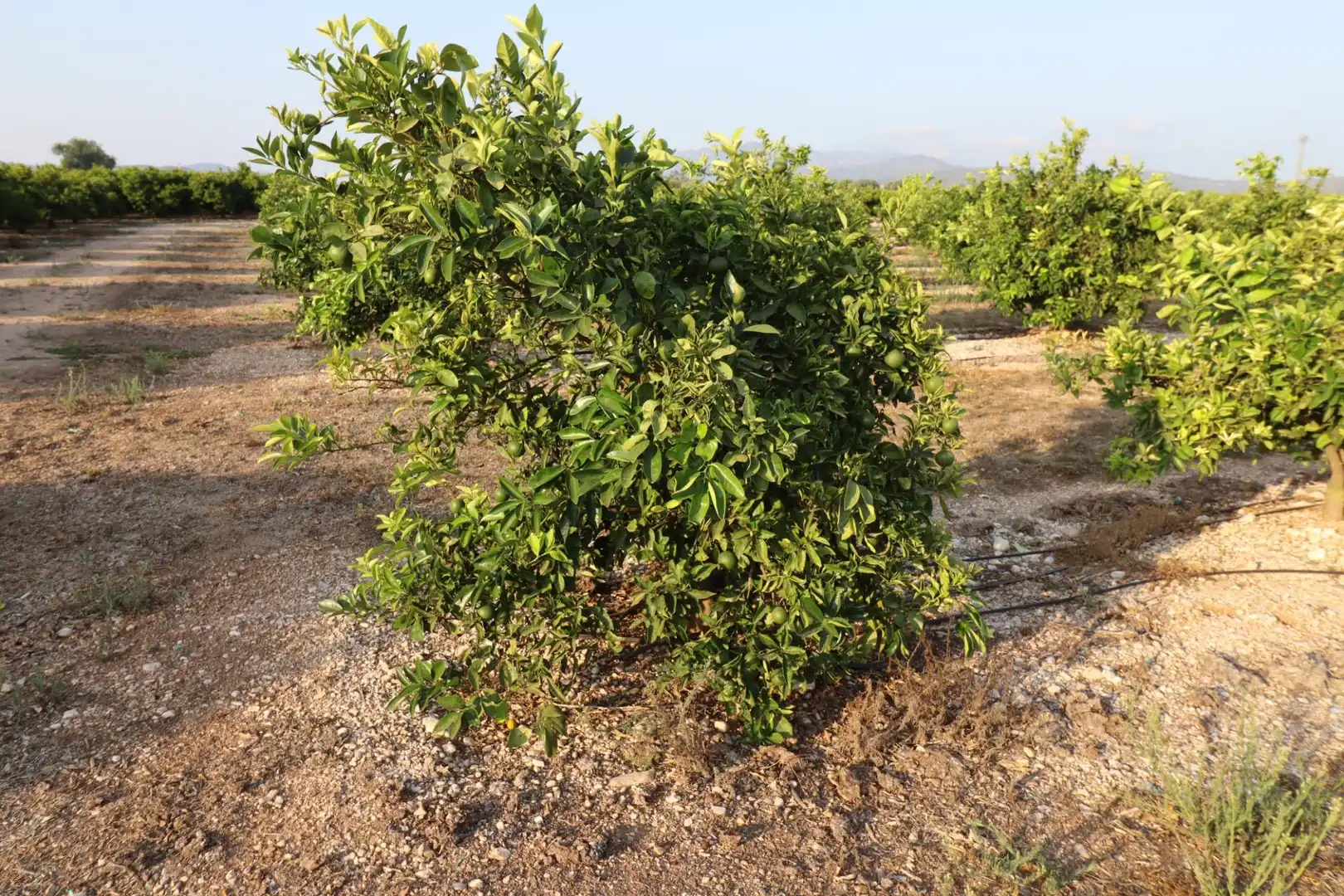 Terreny en venda en Vinaròs