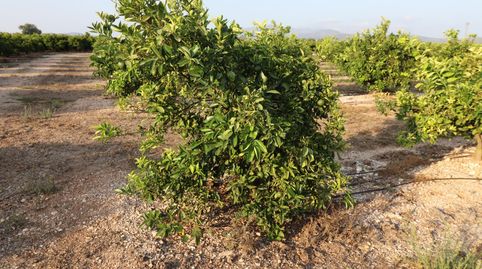 Foto 2 de Terreny en venda a Partidas de interior - Zona Rústica, Vinaròs