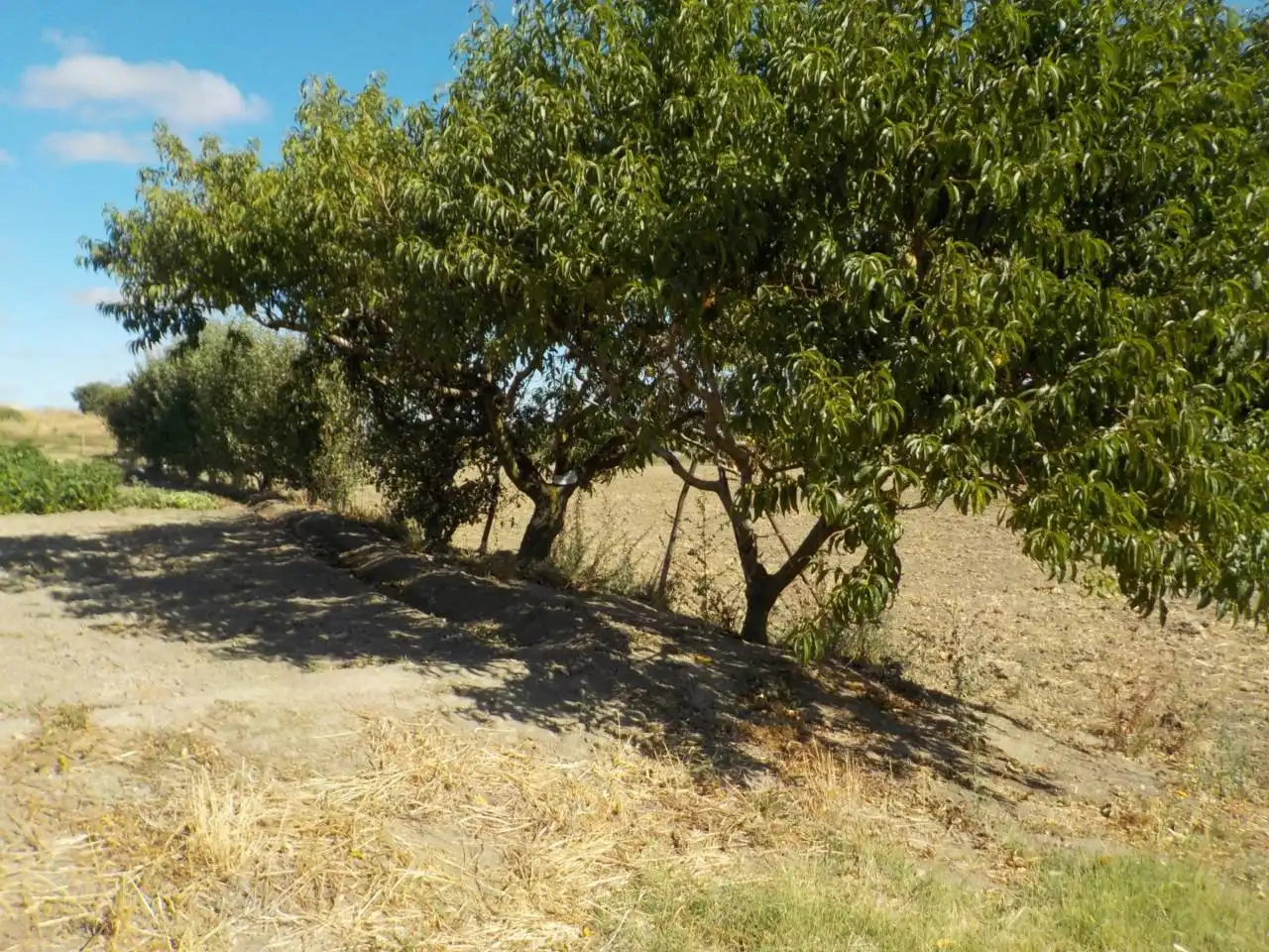 Detached house with garden for sale in Poligono 15, imagen 18