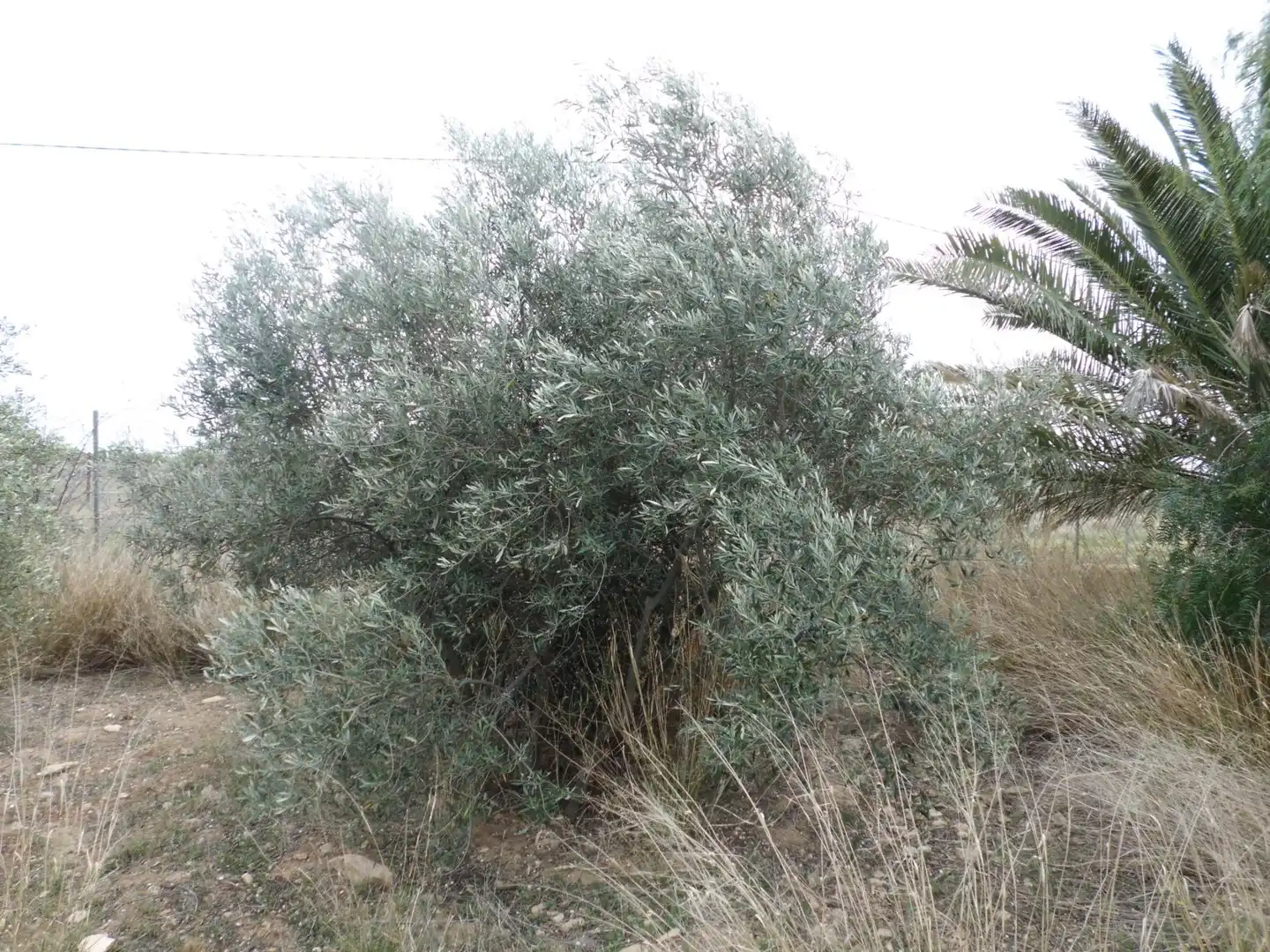 Garten von Residential zur Miete in Murcia