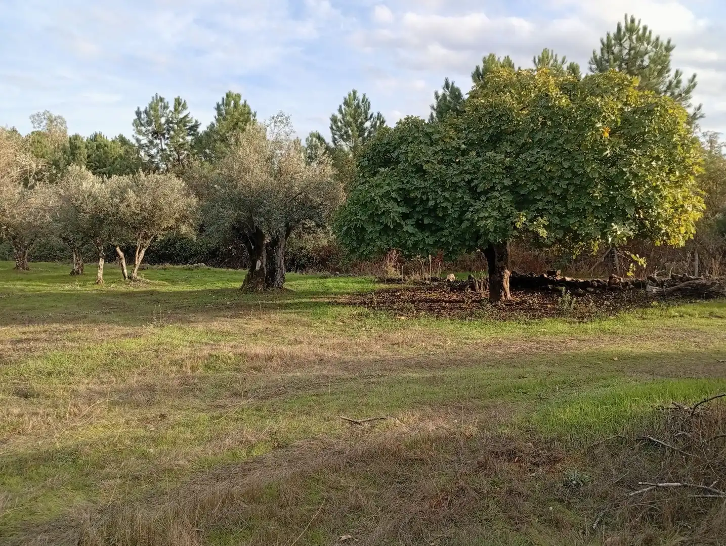 Terreni e lotti in vendita a Villanueva de la Vera, imagen 36