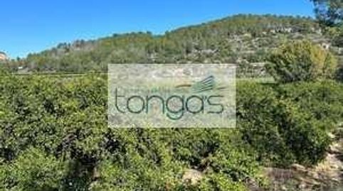 PARCELA NARANJOS, imagen 3