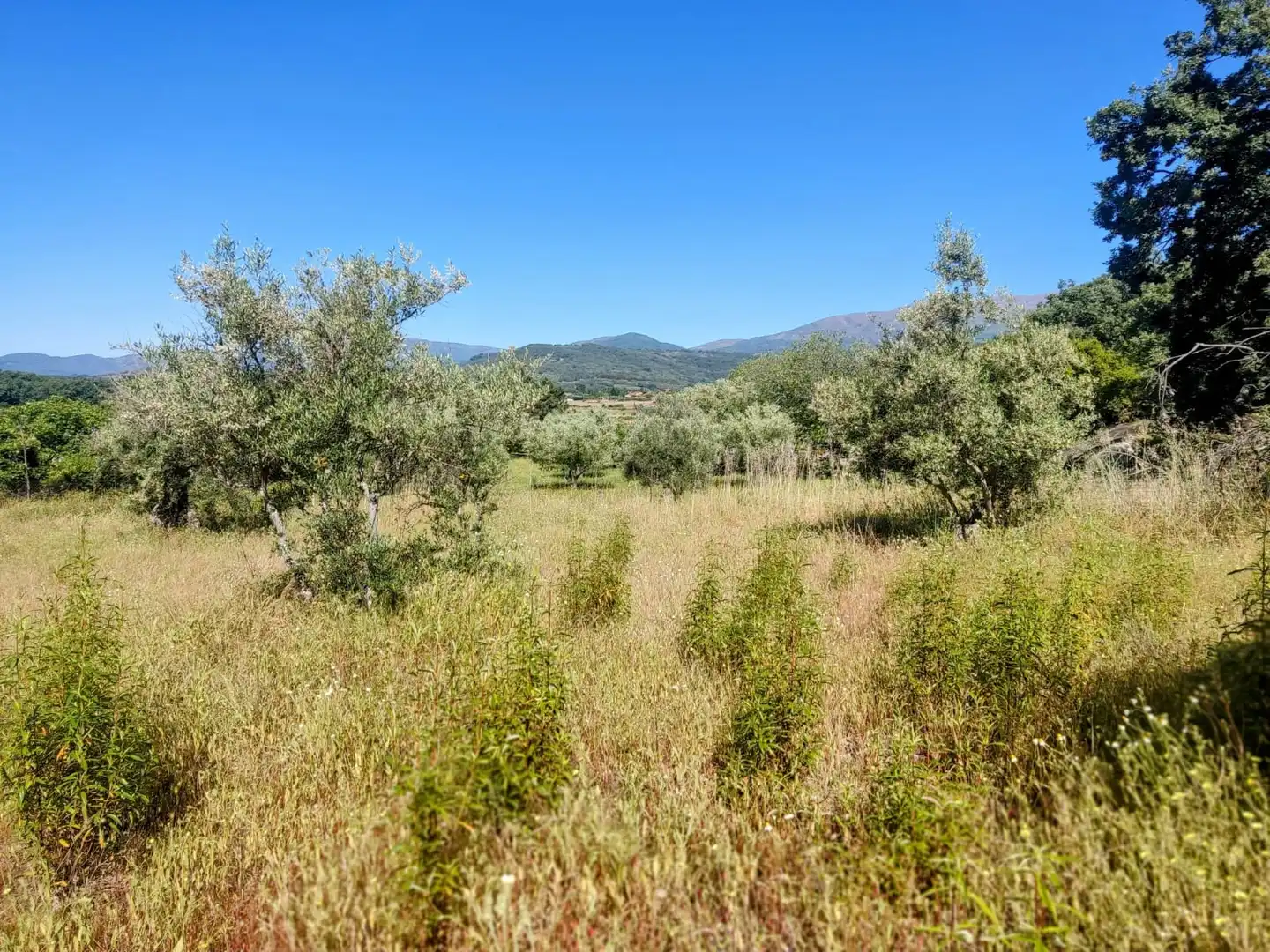 Land for sale in Jarandilla de la Vera
