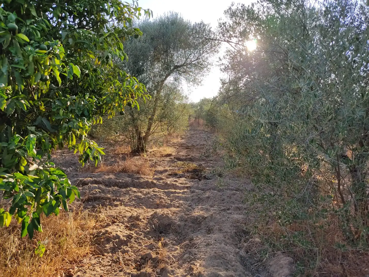 Casa o xalet en venda en Utrera amb Jardí privat i Piscina