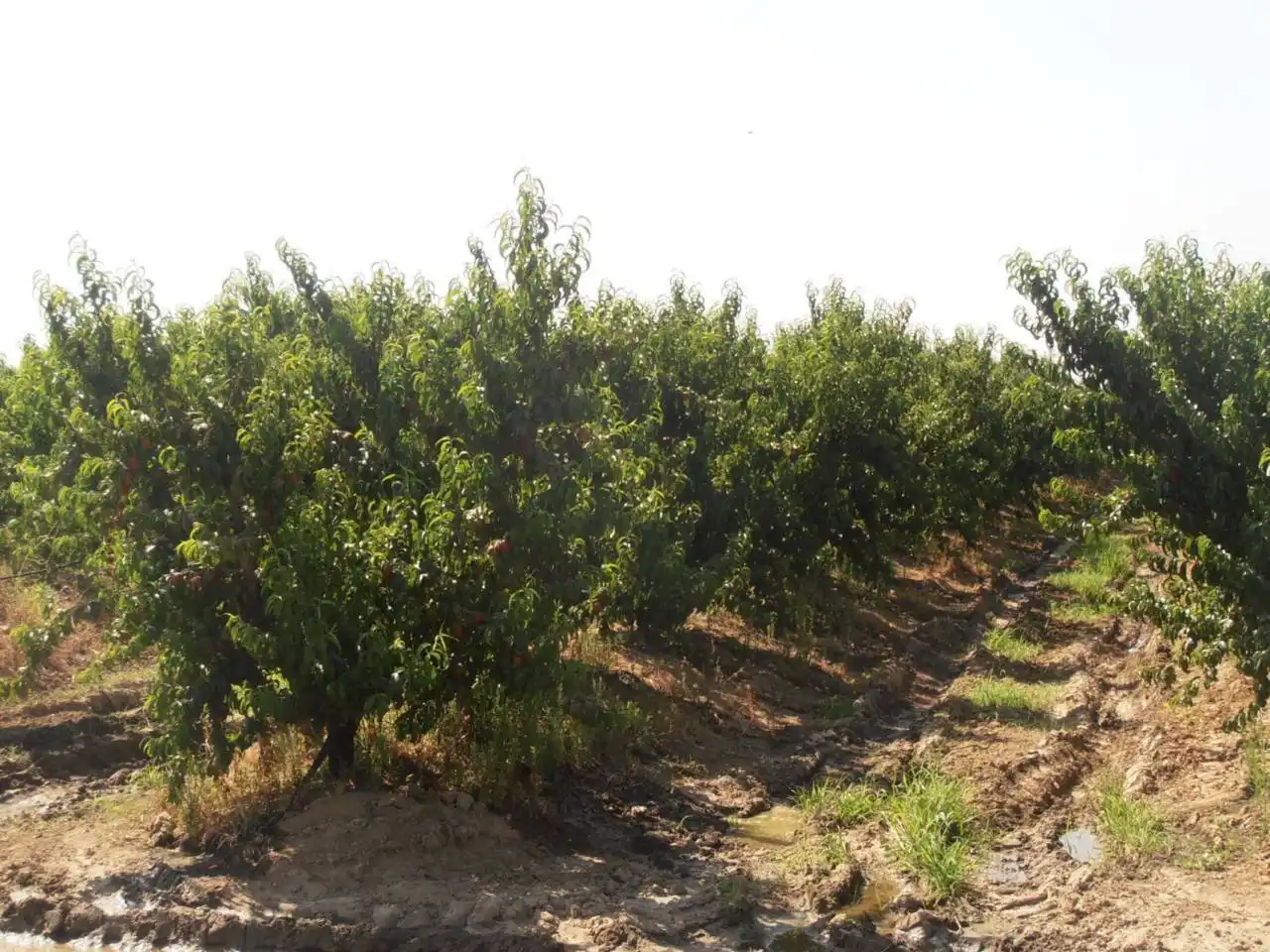 Terreno en venta en Villanueva de la Serena, Badajoz