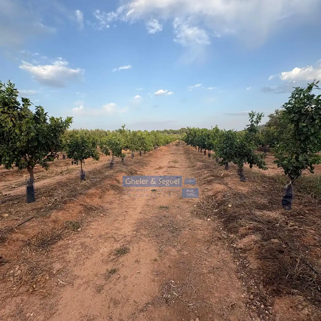 Terrenos y solares en venta en Algímia de Alfara, imagen 15
