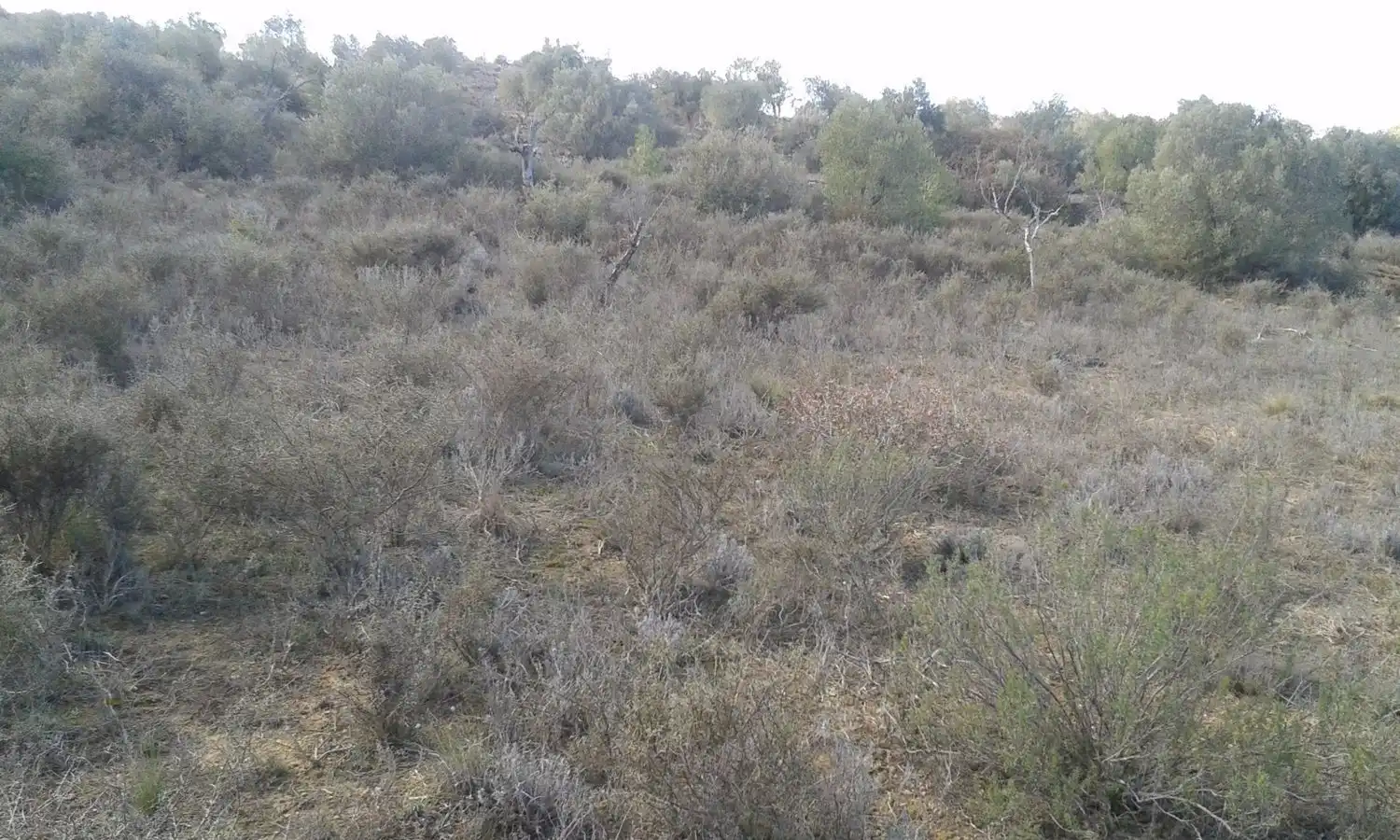 Rural land for sale in Sarroca de Lleida