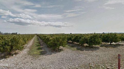 FINCA DE CITRICOS CON ALMACEN