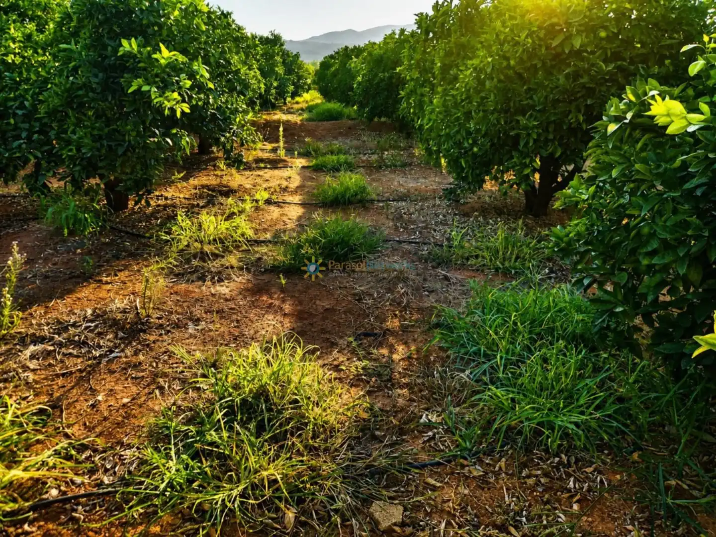 Finca rústica en venta en Sellent con Jardín privado y Terraza