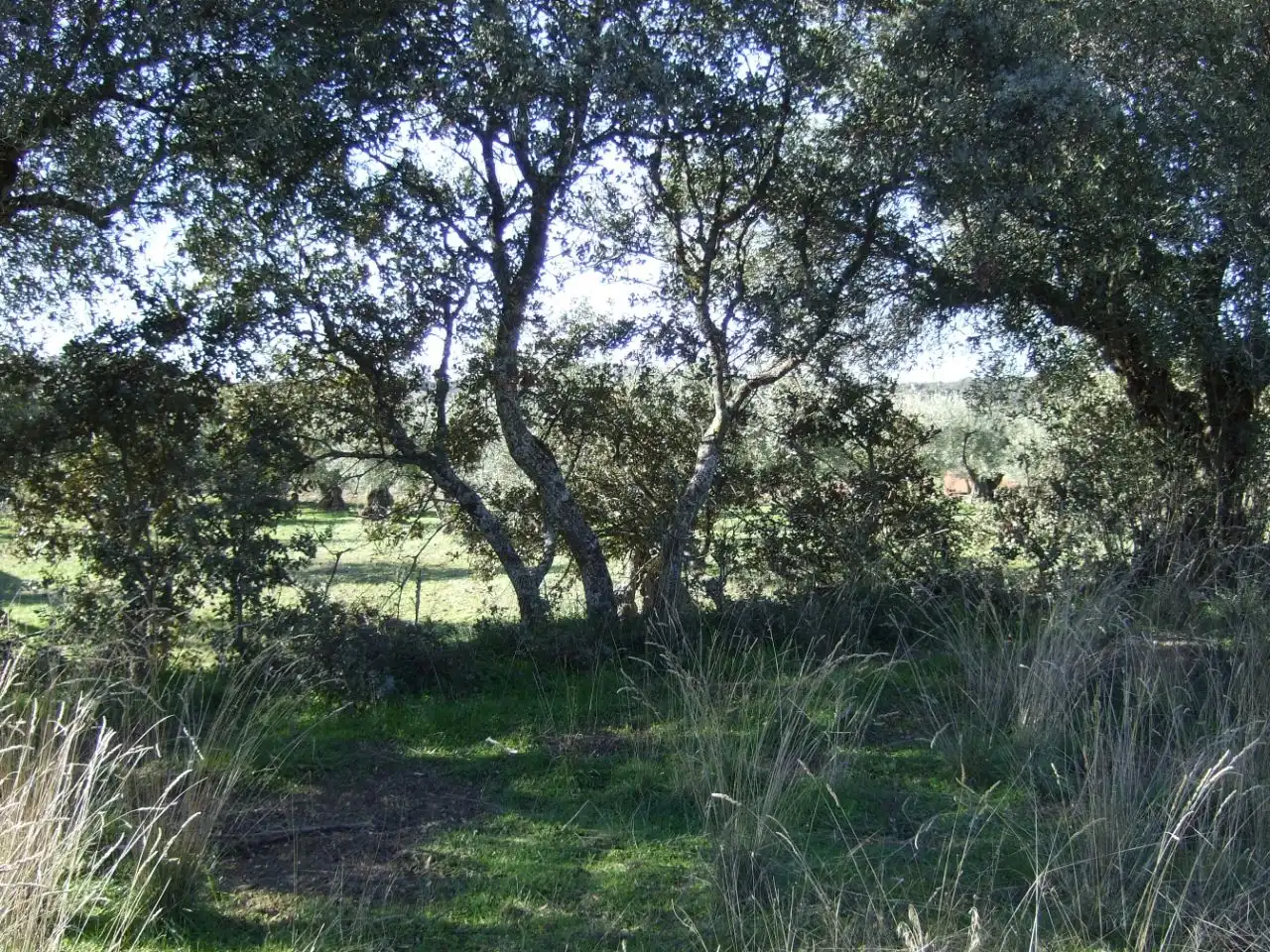 Terreno en venta en Segurilla