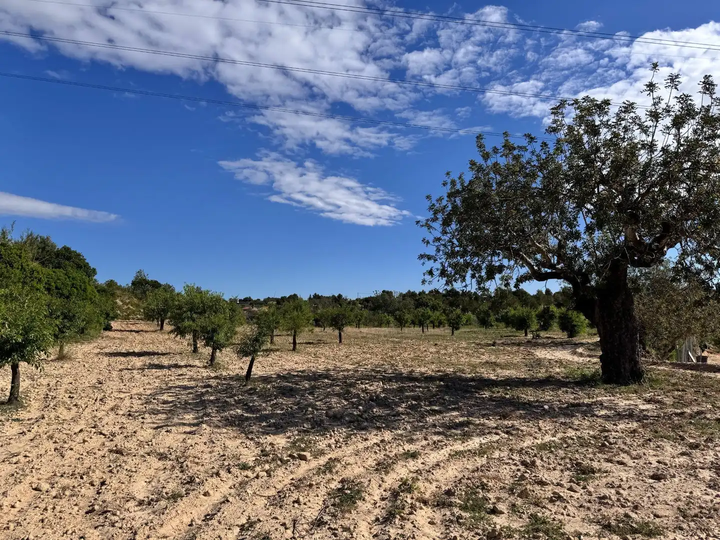 Land for sale in Polígono 26 Parcela 21 CASA BLANCA-BARBETA. TORRE, 26, Poligono Mas del Jutge