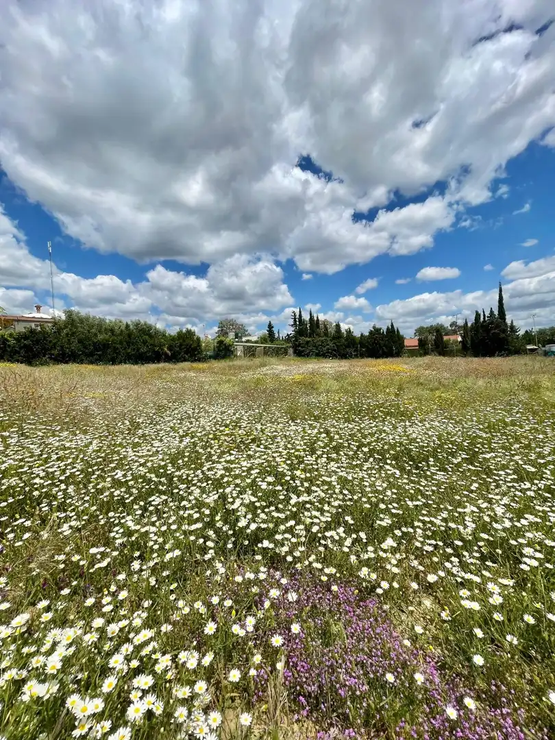 Grundstücke und Bauplätze zum Verkauf in Castilblanco de los Arroyos, imagen 4