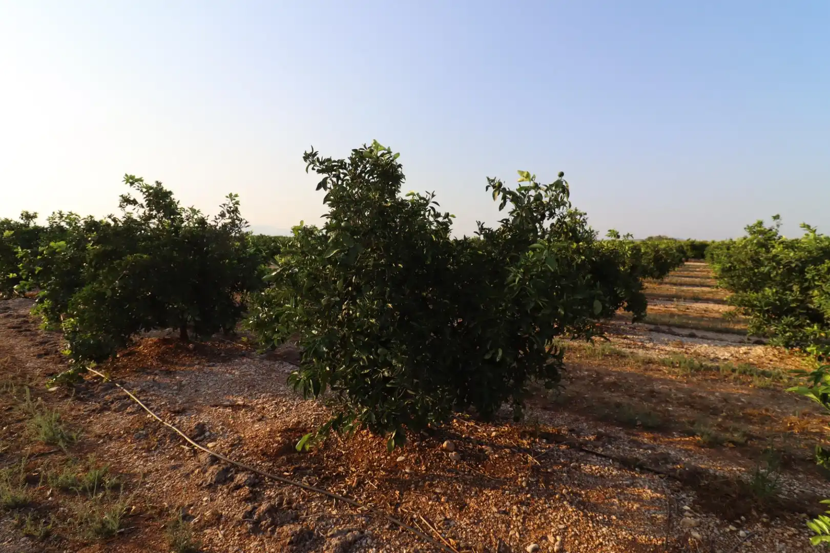 Terreny en venda en Vinaròs