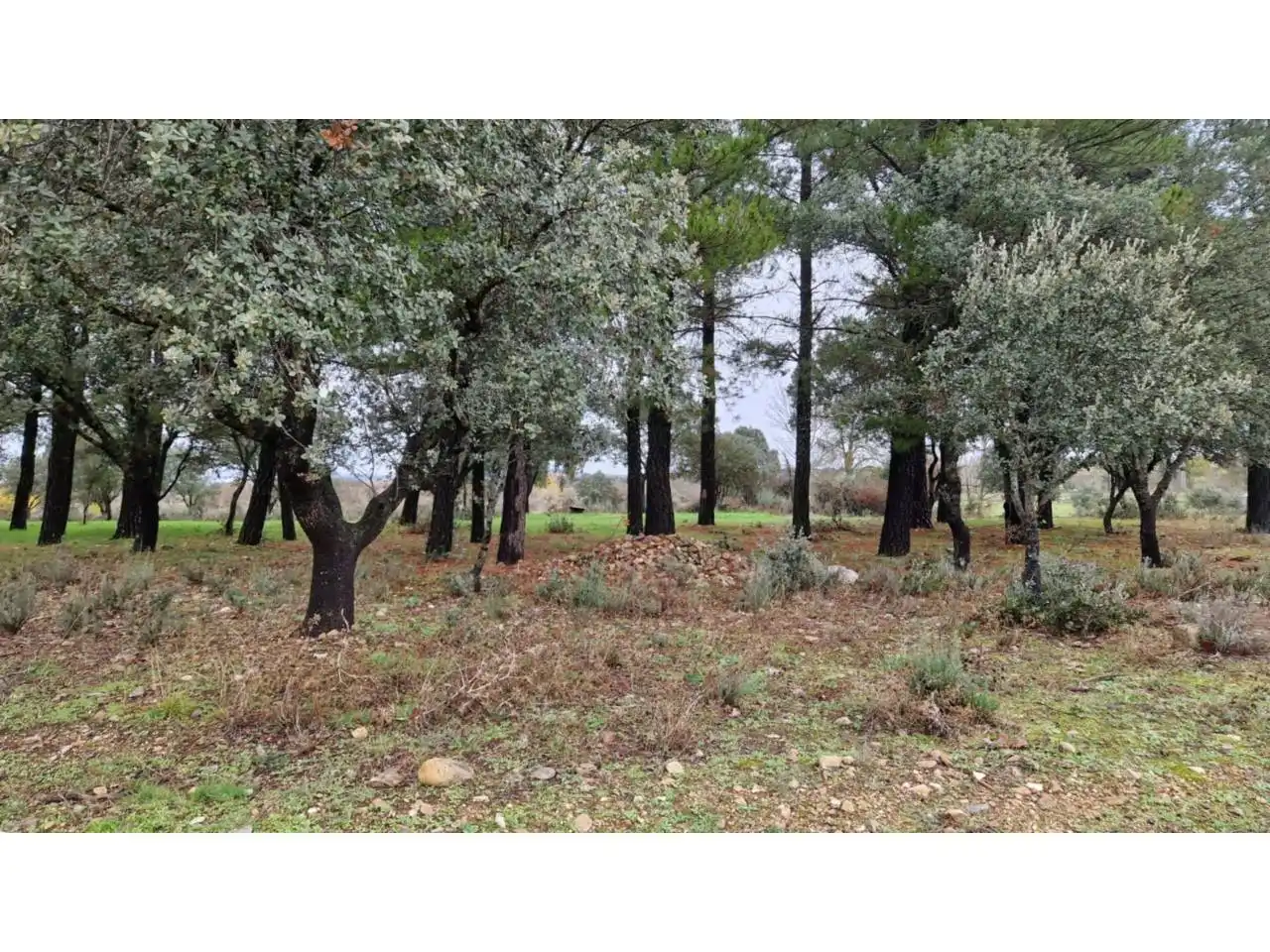 Terreno residenziale in vendita a Poligono 24 46, imagen 6