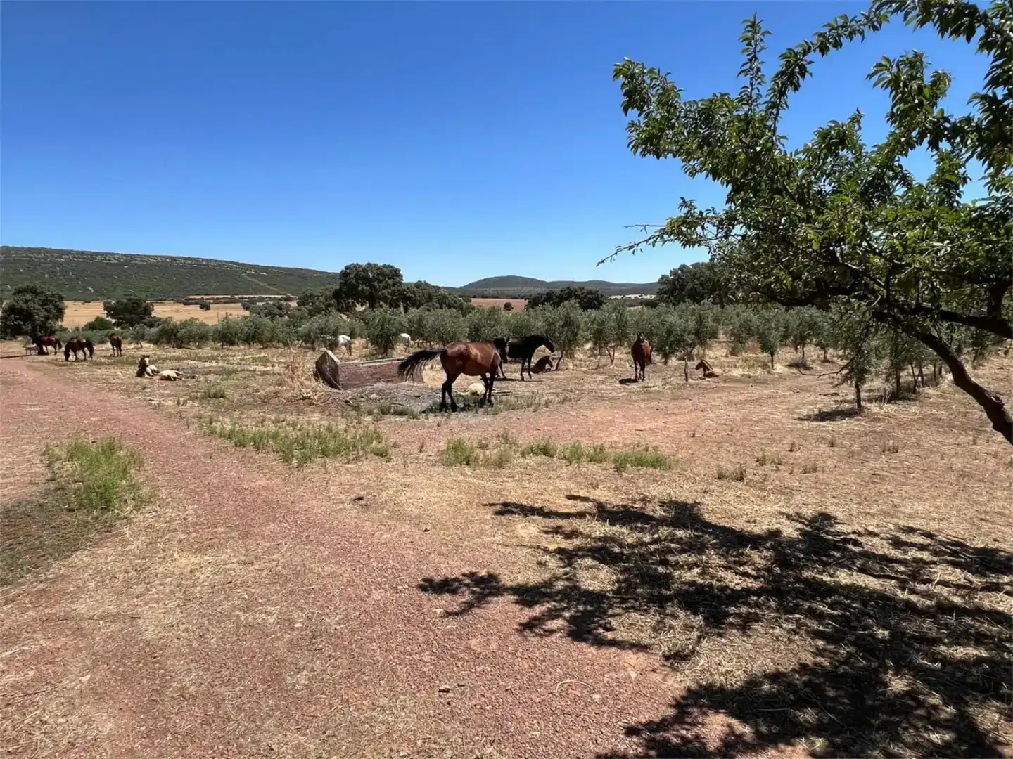 Piso en venta en Piedrabuena