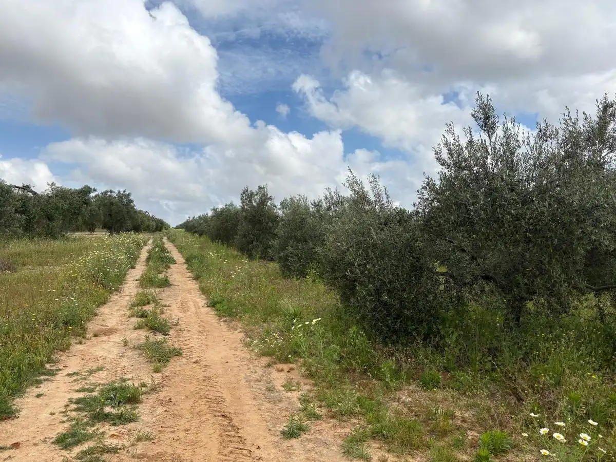 Finca rústica en venta en Bollullos Par del Condado