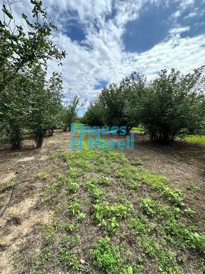 Finca rústica en venta en Vilallonga del Camp