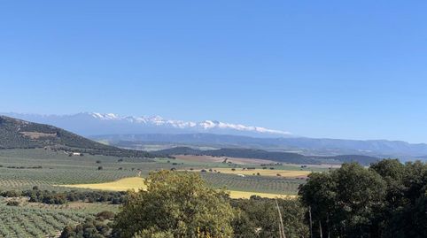 Finca de olivos Jaén, immagine 2