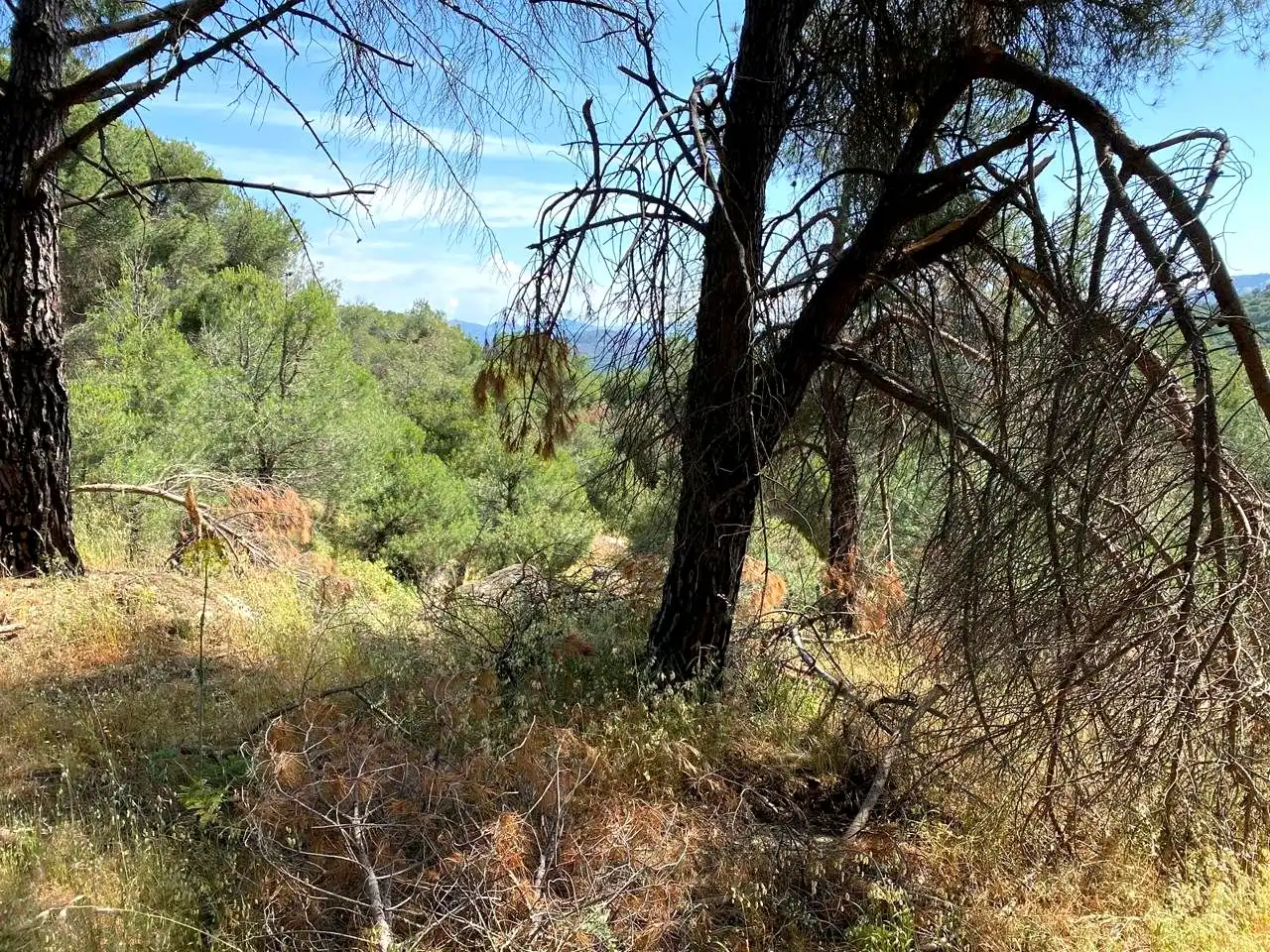 Terreny rústic en venda a Navahoncil, imagen 13