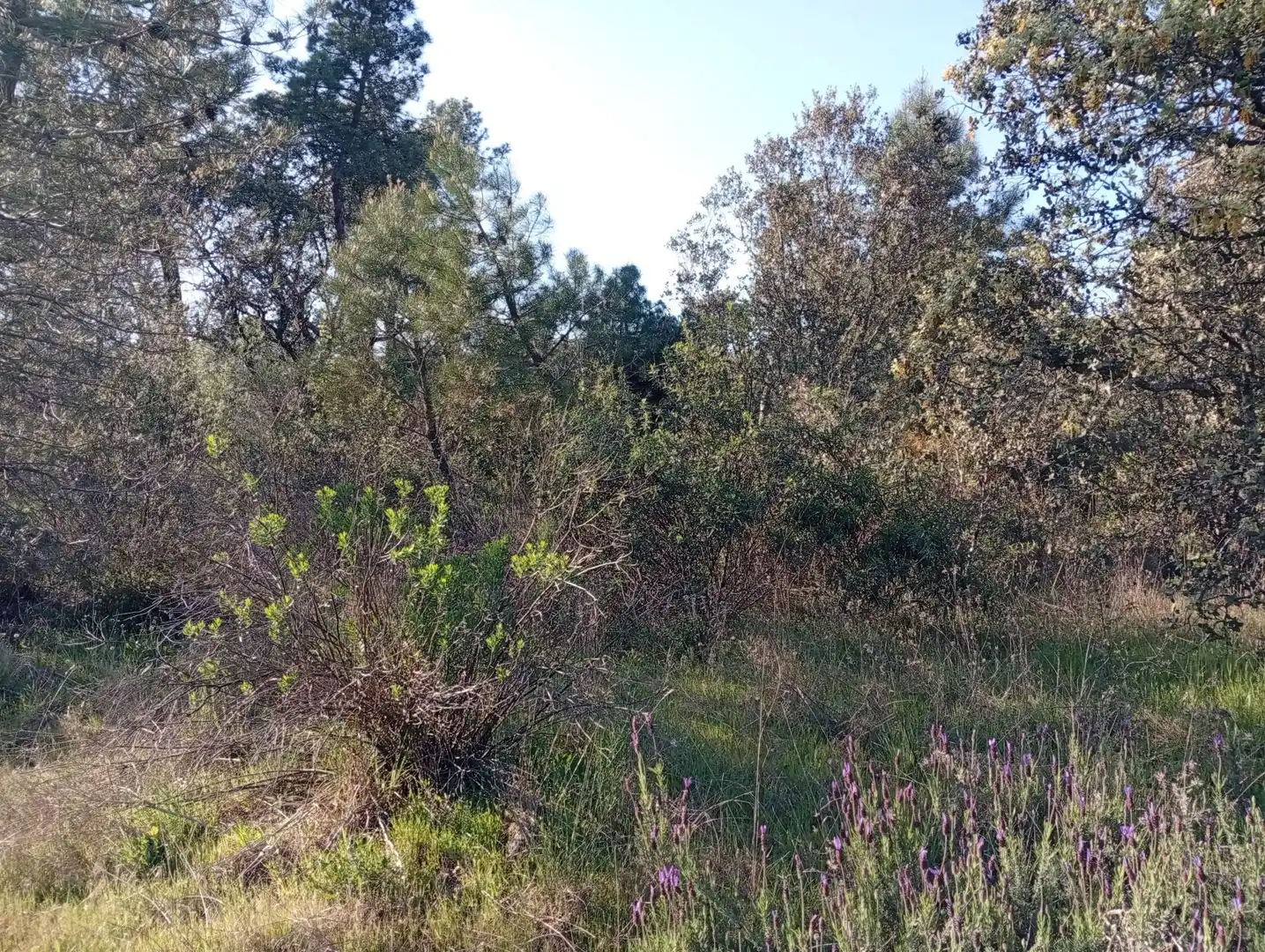 Terreni e lotti in vendita a Villanueva de la Vera, imagen 66