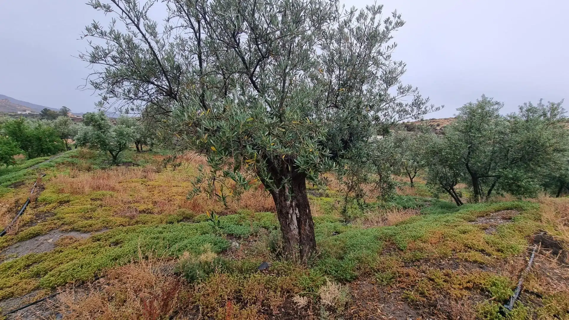 Finca rústica en venta en Tabernas