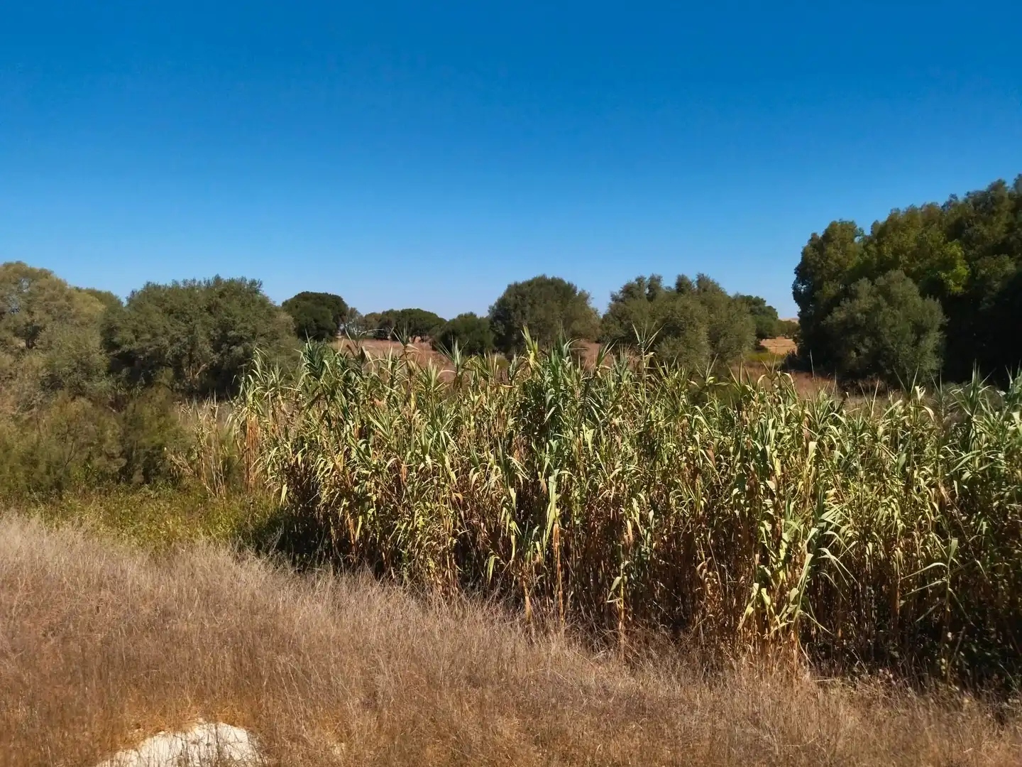 Terreno en venta en Vejer de la Frontera