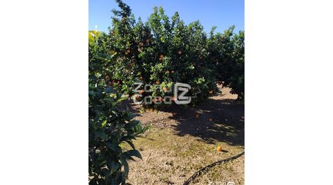 Foto 3 de Finca rústica en venta en Algemesí, Valencia