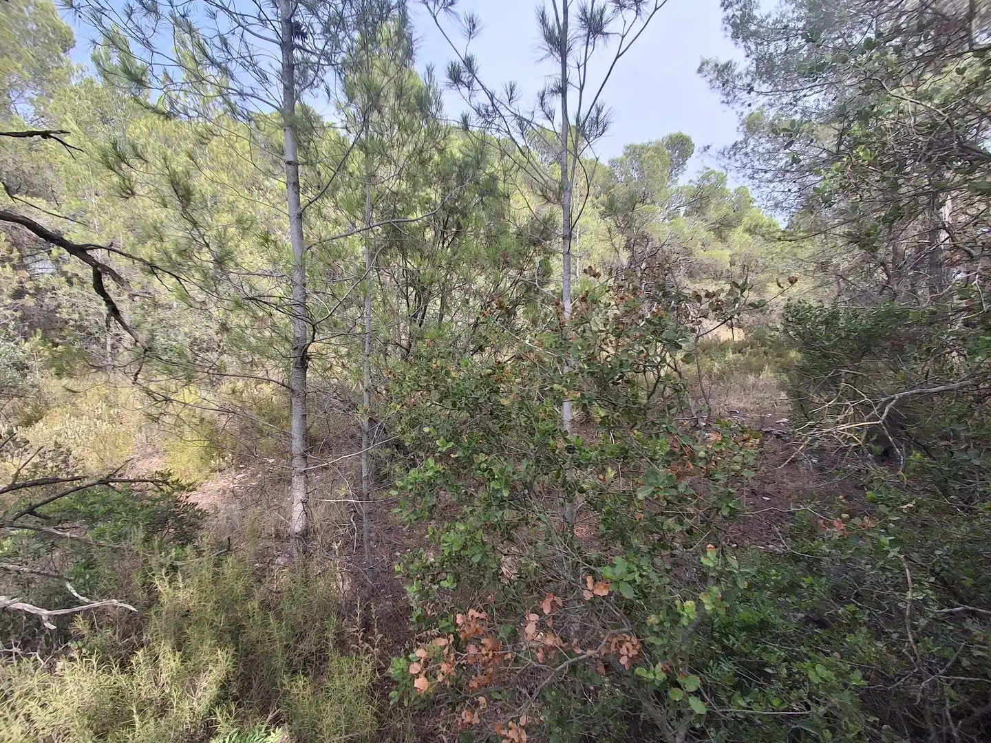Rural land for sale in Gandesa, imagen 40
