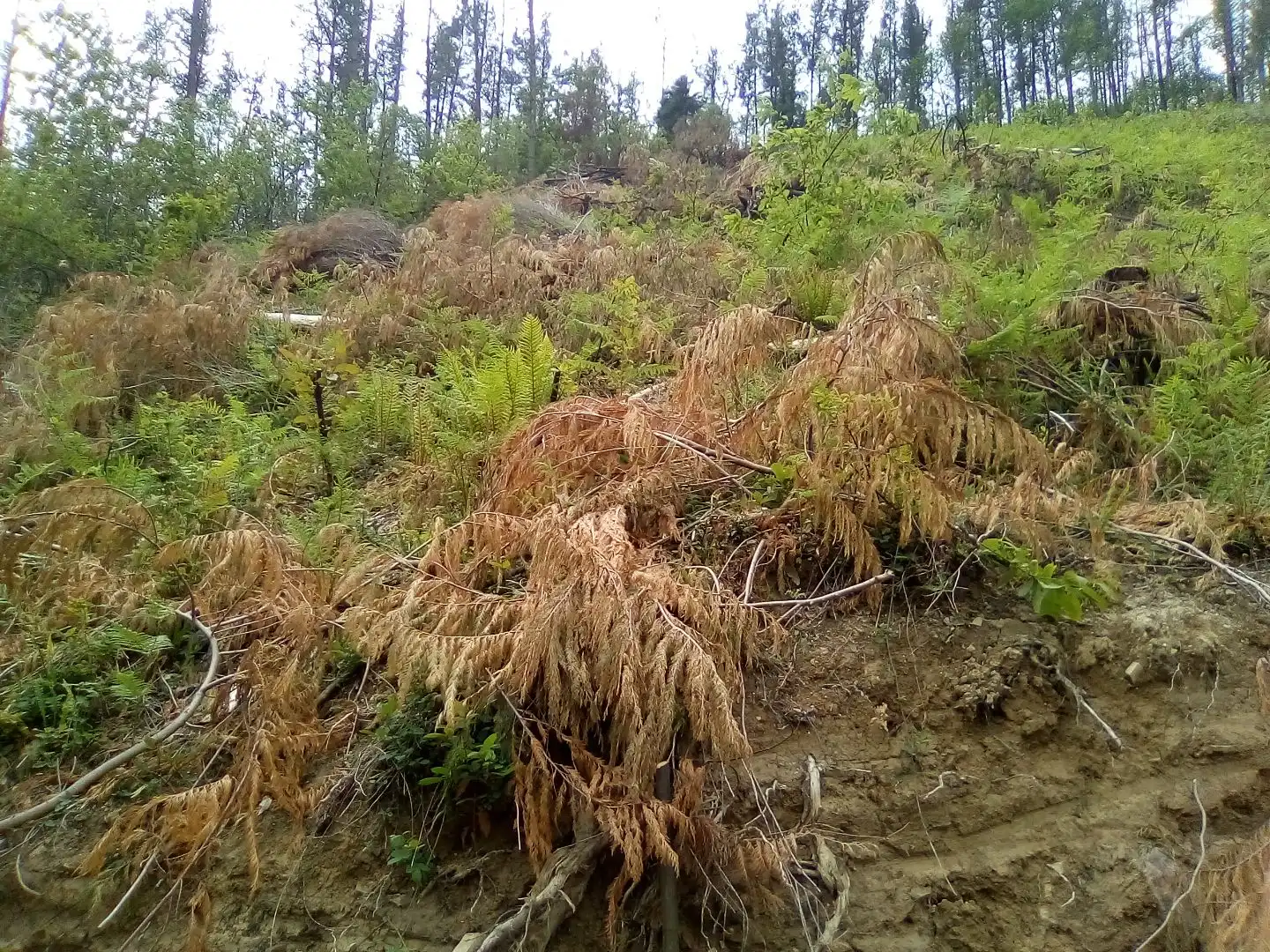 Land for sale in Aulesti