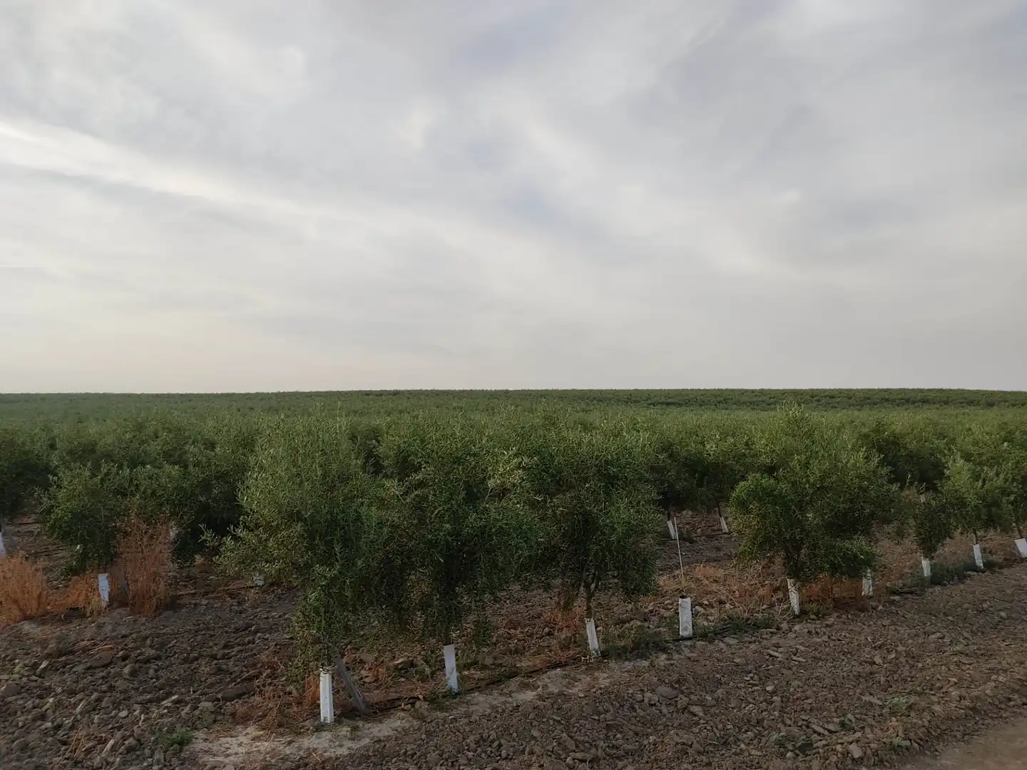 Terreni e lotti in vendita a Pedanías Sur, imagen 9