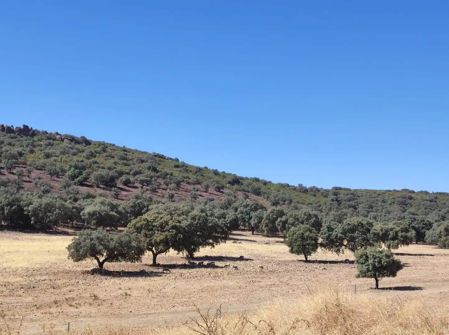 Casa rústica en venda a Almodóvar del Campo, imagen 26