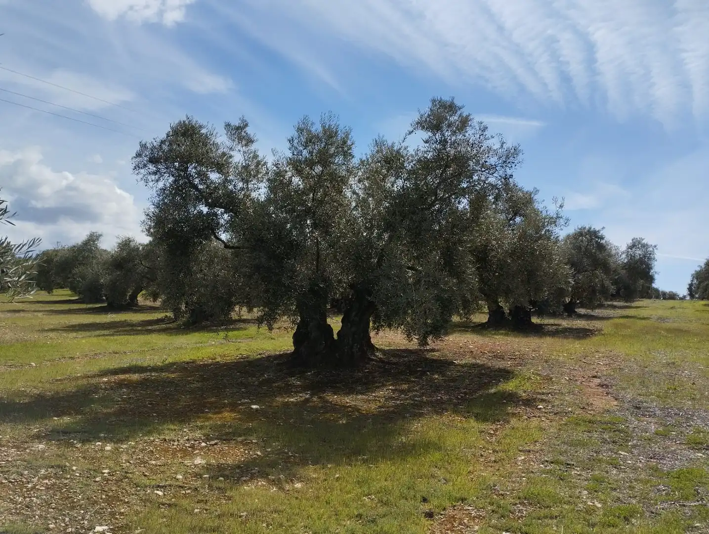 Terreno rustico in vendita a Calle los Yesares, imagen 11