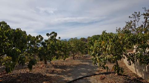 Foto 4 de Finca rústica en venda a N/a, Norte - Barrio del Pilar - El Reñidero, Málaga