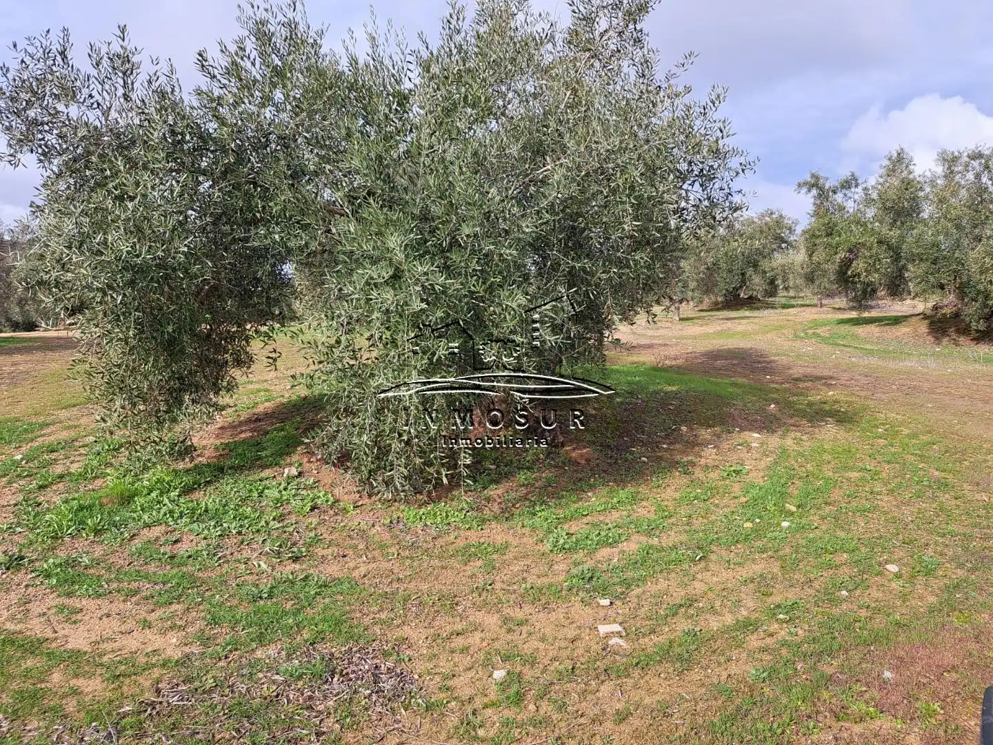 Terrenys i solars en venda a Benamejí