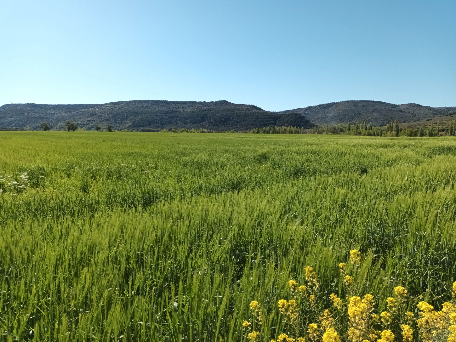 Grundstücke zum verkauf in Alcaraz