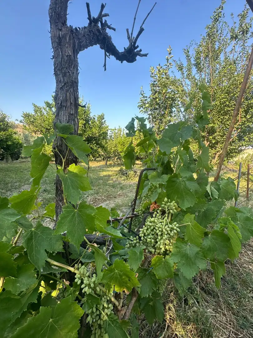 Finca rústica en venta en Olula del Río