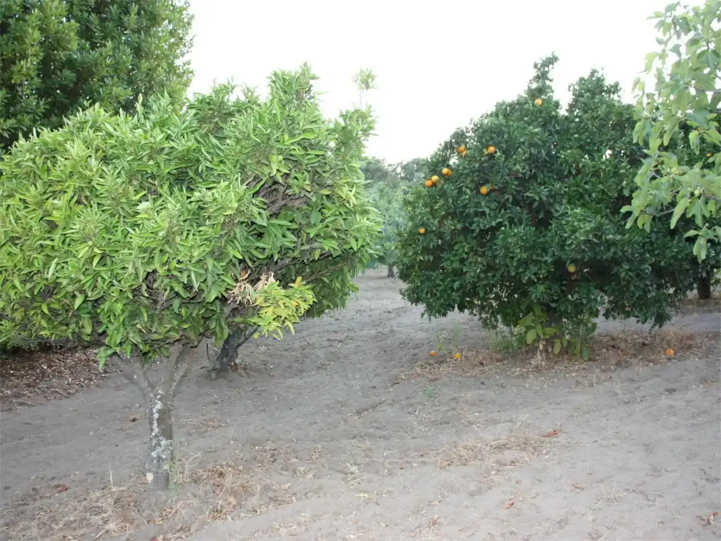 Finca rústica en venta en Losar de la Vera