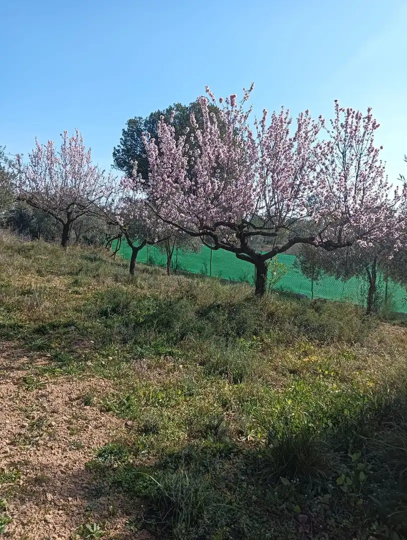 Rural land for sale in Onda, imagen 7