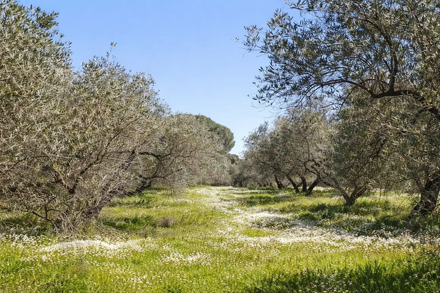 Jardí de Finca rústica en venda en Andújar amb Jardí privat i Terrassa