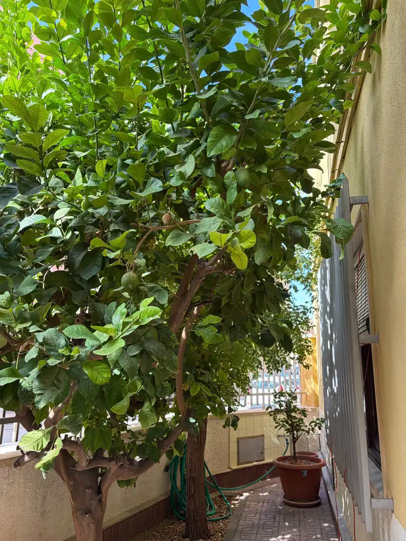 Casa con giardino in vendita a Monóvar  / Monòver, imagen 49