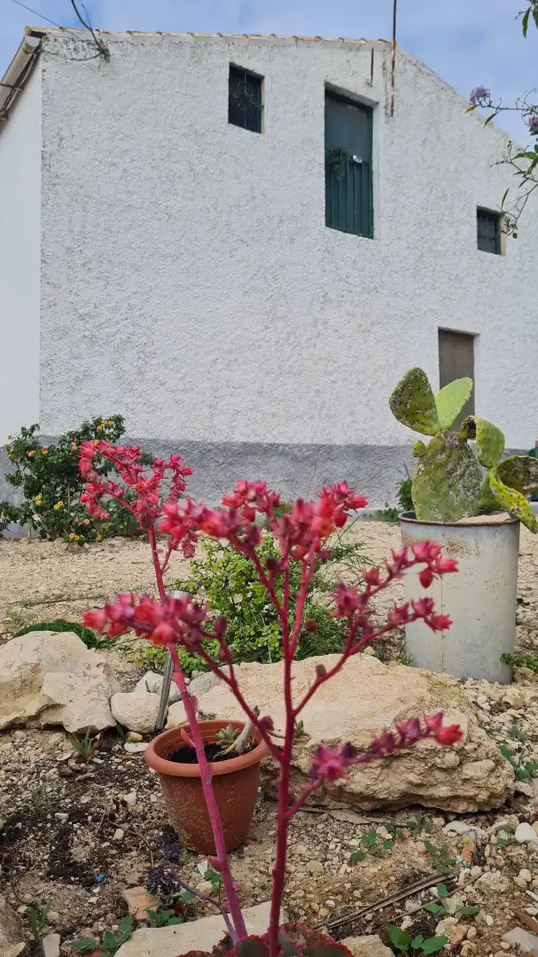 Jardí de Casa o xalet en venda en Elche / Elx amb Jardí privat, Traster i Moblat