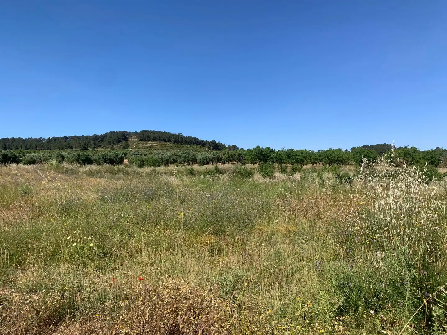 Terreno rustico in vendita a Corbera d'Ebre, imagen 9
